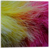Forex - Roze/Gele Veren - 50x50cm Foto op Forex