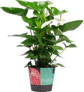 Plantjescoren.nl Decorum Anthurium Alaska ↕ 70 cm Pot Ø 26 cm