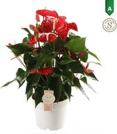 Plantjescoren.nl Anthurium Red Champion ↕ 60 cm Pot Ø 17 cm