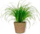 WL Plants - Cyperus Zumula - Kattengras - Diervriendelijke Planten - Kamerplanten - ± 25cm hoog - 12cm diameter - in Bruine Mand