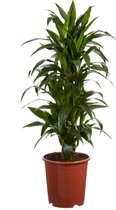 FloriaFor - Drakenboom, Dracaena Janet Craig - - ↨ 120cm - ⌀ 27cm