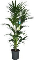 XL Kentia Palm - Vers Van De Kweker - ↨ 170cm - ⌀ 27cm - [Mama's Planten]