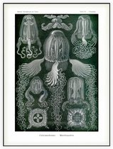 Charybdea - Cuhomedusae (Kunstformen der Natur), Ernst Haeckel - Foto op Akoestisch paneel - 60 x 80 cm