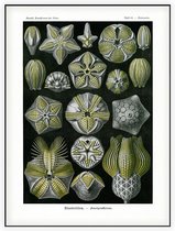 Pentremites - Blastoidea (Kunstformen der Natur), Ernst Haeckel - Foto op Akoestisch paneel - 60 x 80 cm