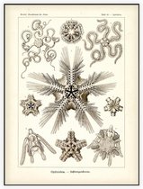 Ophiothrix - Ophiodea (Kunstformen der Natur), Ernst Haeckel - Foto op Akoestisch paneel - 60 x 80 cm