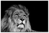Statige Leeuw op zwarte achtergrond - Foto op Akoestisch paneel - 225 x 150 cm