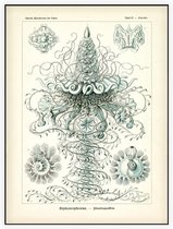 Discolabe - Siphonophorae (Kunstformen der Natur), Ernst Haeckel - Foto op Akoestisch paneel - 150 x 200 cm