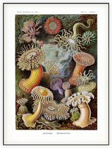 Heliactis - Actiniae (Kunstformen der Natur), Ernst Haeckel - Foto op Akoestisch paneel - 150 x 200 cm