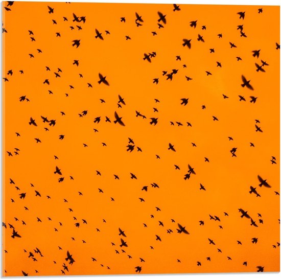 Acrylglas - Zwerm Vogels tegen Gele Lucht - 50x50cm Foto op Acrylglas (Met Ophangsysteem)