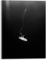 Acrylglas - Witte Kwal met Zwarte Achtergrond - 30x40cm Foto op Acrylglas (Wanddecoratie op Acrylglas)