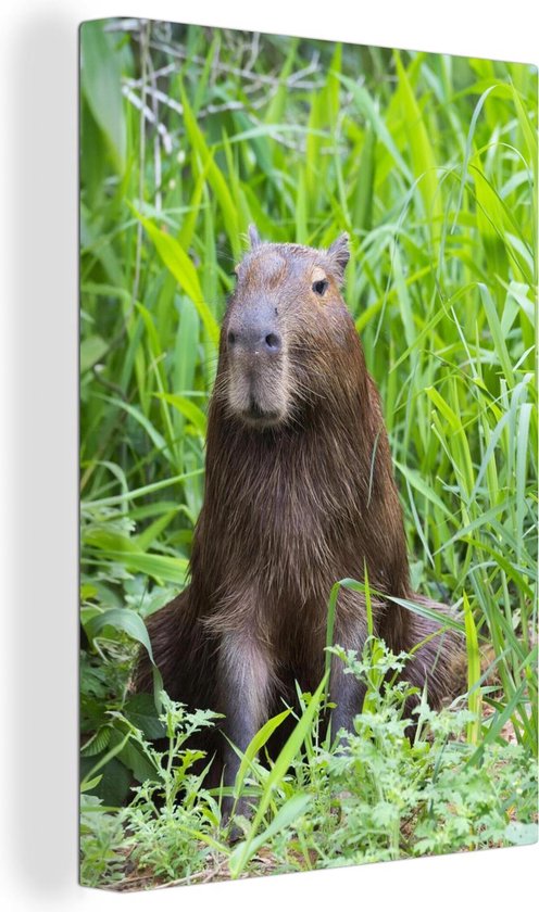 Canvas Schilderij Een Capibara zit in het hoge groene gras - 20x30 cm - Wanddecoratie