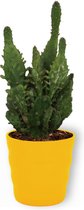 Cactus Opuntia Monacantha - Schijfcactus - ±25 cm hoog – 12cm diameter - in gele pot