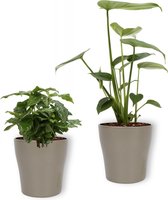 Set van 2 Kamerplanten - Monstera Deliciosa & Coffea Arabica - ±  30cm hoog - 12cm diameter - in zilveren metallic look pot