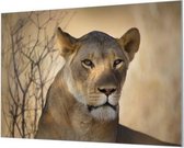 Wandpaneel Oogcontact met een leeuw  | 180 x 120  CM | Zilver frame | Wandgeschroefd (19 mm)