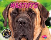 Big Dogs - Mastiffs