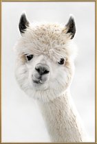 JUNIQE - Poster met kunststof lijst Peeky Alpaca -40x60 /Wit