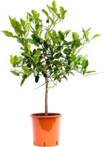 FloriaFor - Citrus Hystrix - - ↨ 85cm - ⌀ 22cm