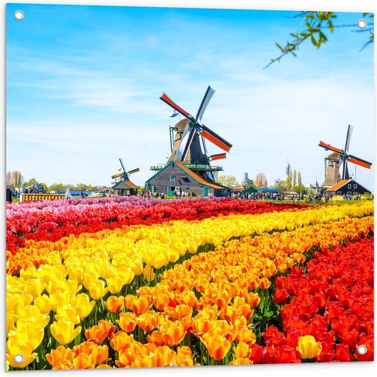 Tuinposter – Kleurrijke Tulpenvelden met Molens - 80x80cm Foto op Tuinposter  (wanddecoratie voor buiten en binnen)