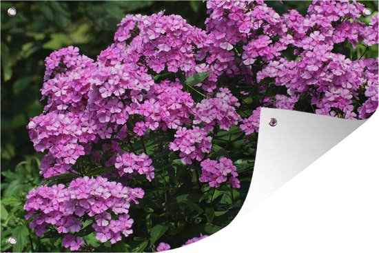 Tuindecoratie Tuin vol roze vlambloemen - 60x40 cm - Tuinposter - Tuindoek - Buitenposter