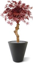 Acer Bonsai kunstboom op stam 85cm - burgundy