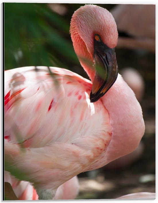 Dibond - Flamingo achter Plant - 30x40cm Foto op Aluminium (Met Ophangsysteem)