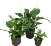 Kamerplanten van Botanicly – 3 × Lepelplant  in grijs mand pot als set – Hoogte: 90 cm – Spathiphyllum Sweet Lauretta