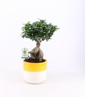 Kamerplant van Botanicly – Chinese vijg in twee toon keramiek pot als set – Hoogte: 55 cm – Ficus microcarpa Ginseng