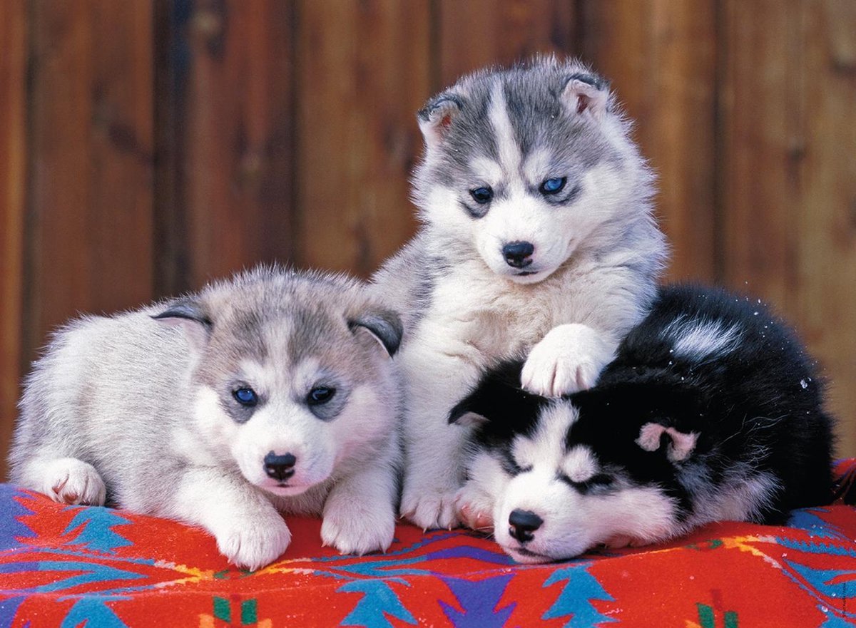 Ravensburger XXL Husky Puppy Puzzel - 200 Stukken