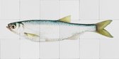 ESTAhome muursticker vis geel en blauw - 159028 - 97 x 48,5 cm