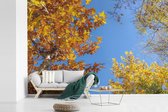 Behang - Fotobehang Herfst - Bomen - Oranje - Breedte 420 cm x hoogte 280 cm