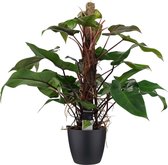 Decorum Philodendron Red Emerald - Luchtzuiverende Kamerplant - Met Elho® Bloempot Zwart - 75cm - ø19cm