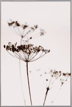 JUNIQE - Poster met kunststof lijst Dried Flowers Anetum 2A -13x18