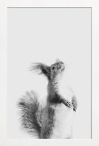 JUNIQE - Poster in houten lijst Red Squirrel III -60x90 /Grijs