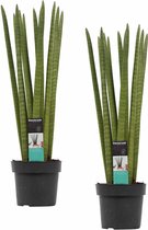Duo Sansevieria Cylindrica straight ↨ 70cm - 2 stuks - hoge kwaliteit planten