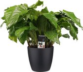 Calathea Network met Elho brussels living black ↨ 50cm - hoge kwaliteit planten