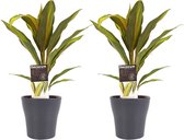 Duo 2x Cordyline Kiwi met Anna grey ↨ 40cm - 2 stuks - hoge kwaliteit planten
