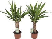 Yucca ↨ 40cm - 2 stuks - hoge kwaliteit planten