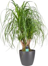 Beaucarnea Vertakt met Elho brussels antracite ↨ 80cm - hoge kwaliteit planten