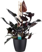 Philodendron Ruby  - Pyramide in ELHO Round (zwart) ↨ 70cm - hoge kwaliteit planten