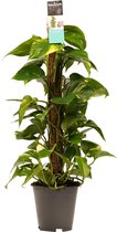 Scindapsus Mosstok 80 cm ↨ 80cm - hoge kwaliteit planten