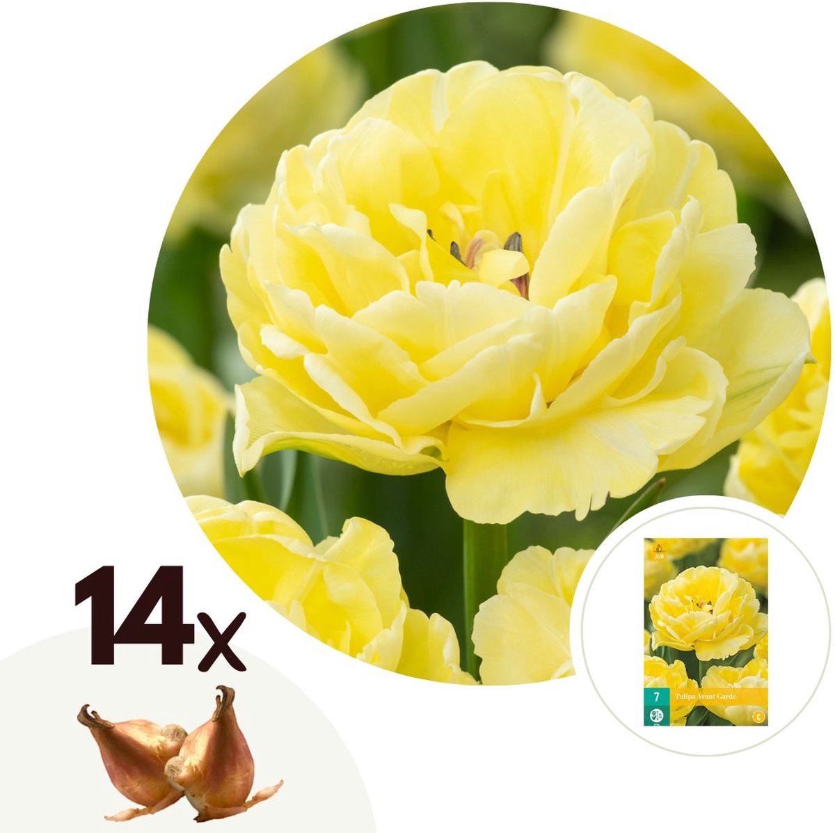 Plant in a Box - Tulipa Avant Garde - Bloembollen x14 - Tulp - Geel - Nederlandse Tulpen
