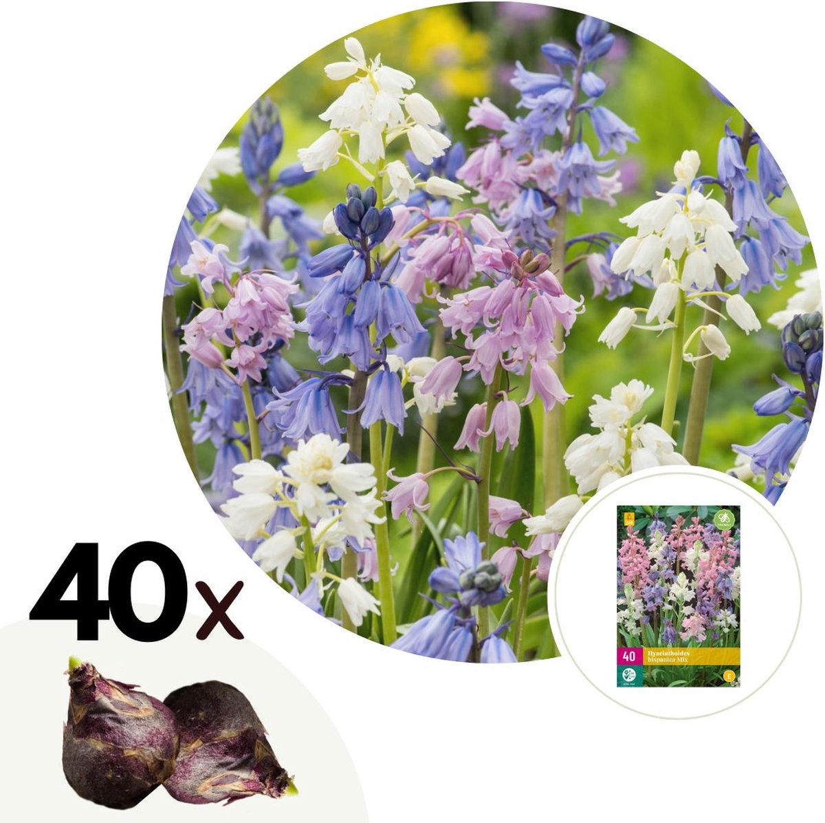 Plant in a Box - Hyacinthoides Hispanica Mix - Bloembollen x40 - Spaans Sterhyacint Mix - Bloembollenmix voor Tuin, Terras of Balkon