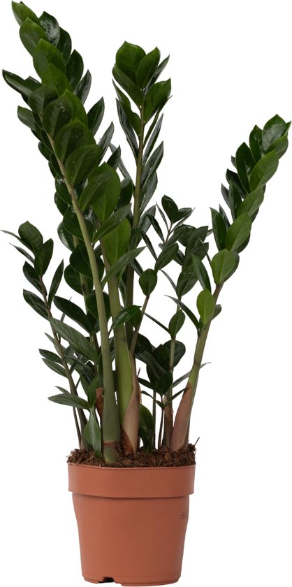 10 kamerplanten voor in de schaduw 12 Plant in a Box - Zamioculcas Zamiifolia- ZZ plant - Zeer gemakkelijke te verzorgen groene kamerplant - Glanzende veervormige bladeren - Pot 17cm - Hoogte 55-65cm
