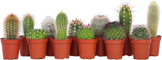 Plant in a Box - Mix van Mini Cactussen - Mix van 12 stuks