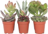 Plant in a Box - Mix van mini-vetplanten - Mix van 6 stuks Vetplanten - Echte Planten - Decoratief en Makkelijk te Onderhouden - Pot 5,5cm - Hoogte 5-10cm