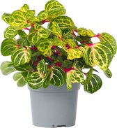 Plant in a Box - Iresine Herbstii ' Yellow' - Plante Boeuf Jaune - Plante d'intérieur - Pot 13cm - Hauteur 30-40cm