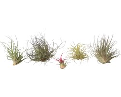 Plant in a Box - Tillandsia - Mix van 6 - Luchtplantjes - Kamerplanten - Decoratief - Hoogte 5-15cm