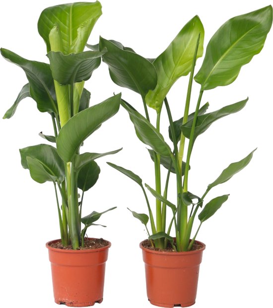 Plant in a Box - Strelitzia Nicolai - Set van 2 - Paradijsvogelbloem - Paradijsvogelplant - Groene kamerplant - Pot 17cm - Hoogte 55-70cm