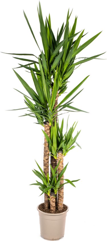 Yucca Elephantipes Grande Plante D'intérieur - Purificatrice D'Air - Sans Épines