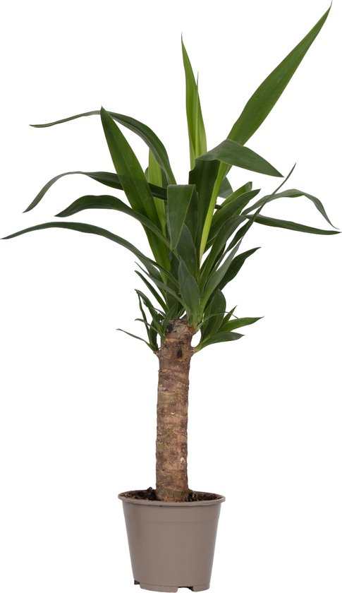 Plant in a Box - Palmlelie - Yucca elephantipes - Hoogte 50-60cm - Pot 14cm - Groenblijvende plant